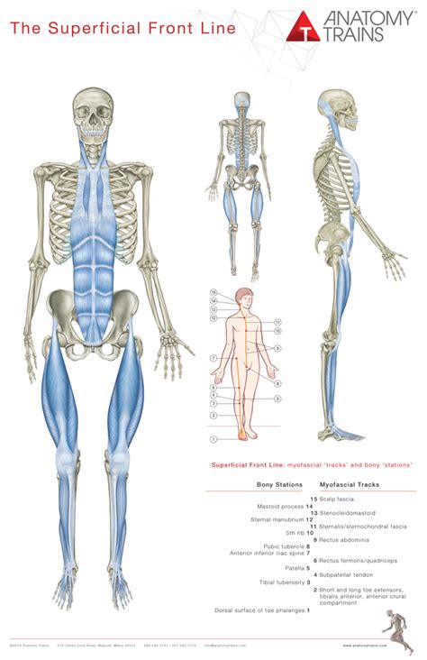 Anatomy Trains 3rd Edition Posters Are An Essential Visual Reference To All 12 Myofascial