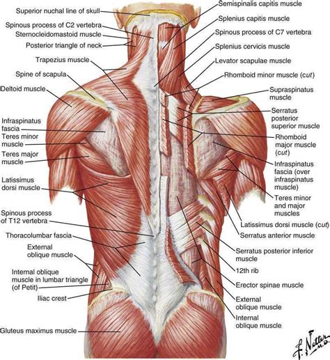 Many muscles contribute to these movements: Anatomy of the Lumbopelvic Hip Complex | Musculoskeletal Key