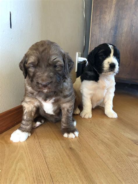 Berdoodle puppies to enter a forever family. St Bernard, Saint berdoodle puppies, Dogs, for Sale, Price