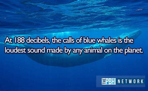 Ocean Animals Facts 10 Amazing Things About Marine Life