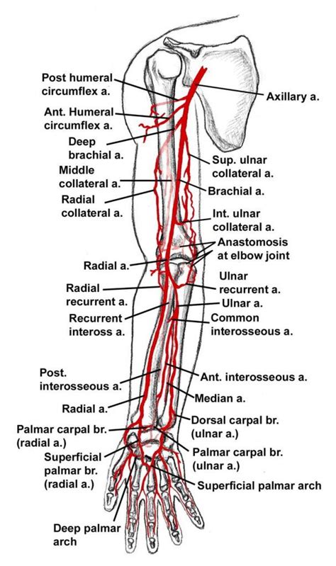 Arteries Diagram Arm Thumb Vein Shoulder Human Anatomy Png Clipart