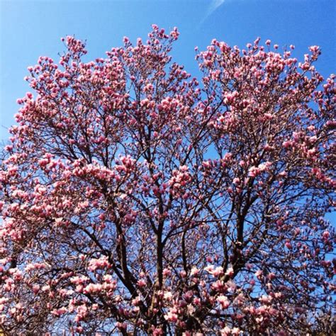 Spring and through out the summer. Pink Magnolia Tree, I just planted one. | Magnolia trees ...