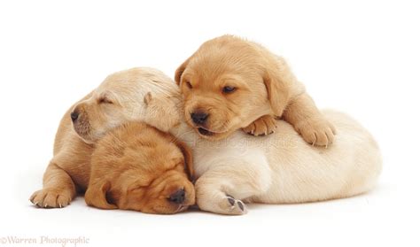 Dogs Sleepy Yellow Labrador Retriever Puppies 3 Weeks Old Photo Wp09593