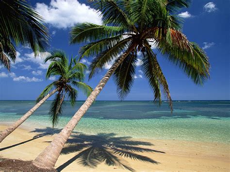 Coconut Palm Tree Pictures And Facts On Coconut Palm Trees