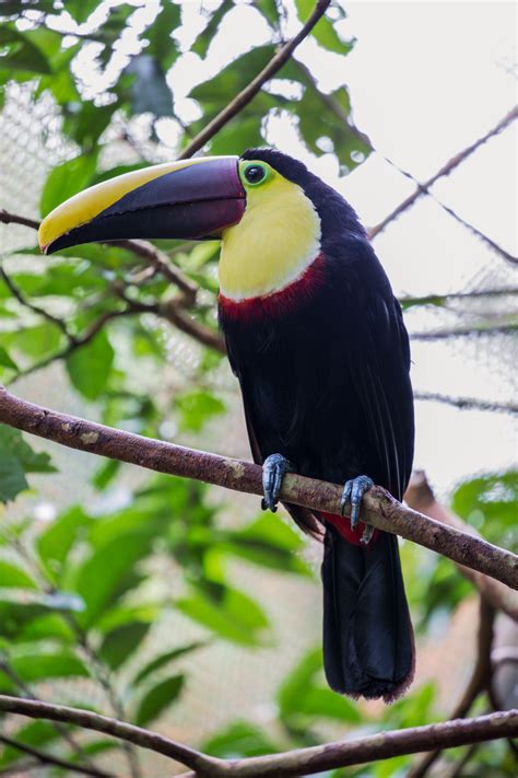 Maybe you would like to learn more about one of these? Meet our beloved friend and #adventure partner, the toucan ...