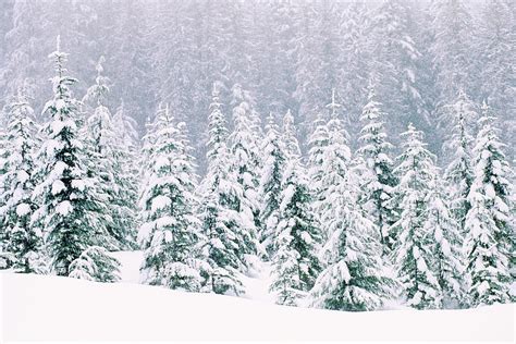 Snow Covered Pine Trees By Thinkstock Images