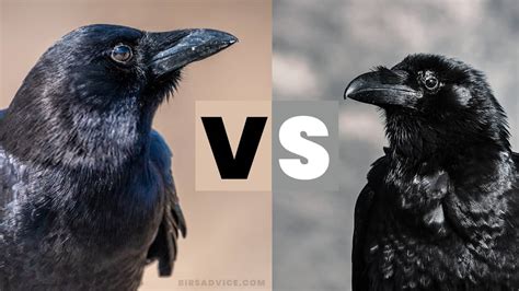 Crows Vs Ravens They Are Not The Same Birds Advice