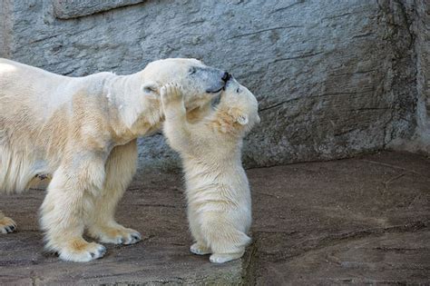 15 Momma Bears Teaching Their Bear Cubs The Ways Of Life