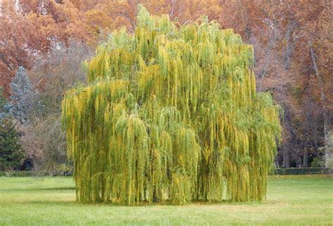 Buy dwarf arctic willow trees online with delivery right to your doorstep. Ornamental Weeping Evergreen Trees