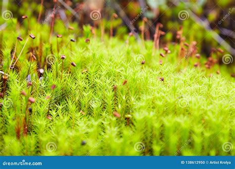 Green Moss Polytrichum Commune Growing Stock Photo Image Of Detail