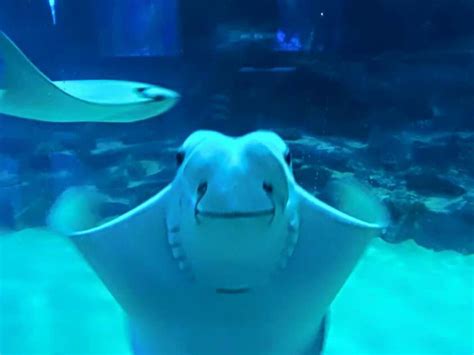 Check spelling or type a new query. Sting Rays & Manta Rays | Baby animals, Animals, Stingray