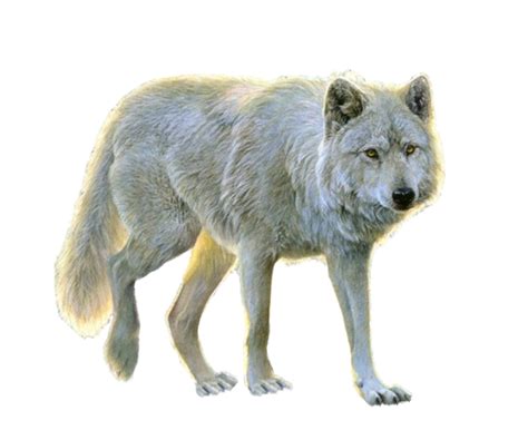 We did not find results for: White Wolf PNG Image - PurePNG | Free transparent CC0 PNG ...