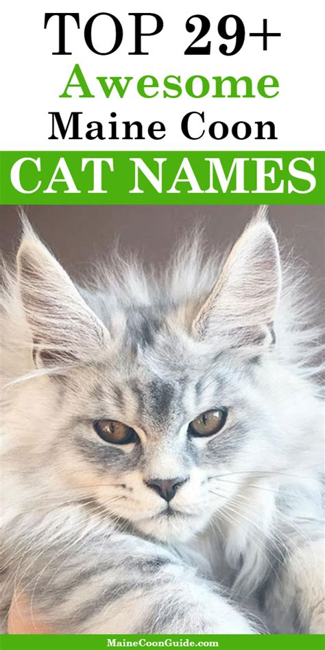 Pin On Maine Coon Cat Names