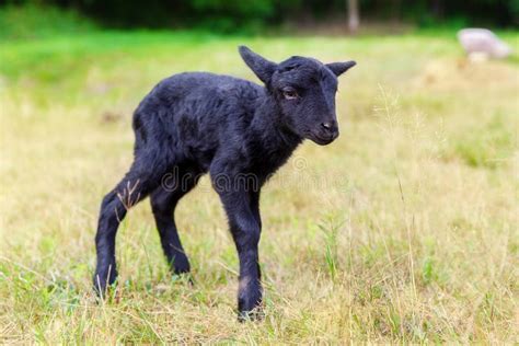 The Little Black Baby Goats In The Meadow Stock Photo Image Of