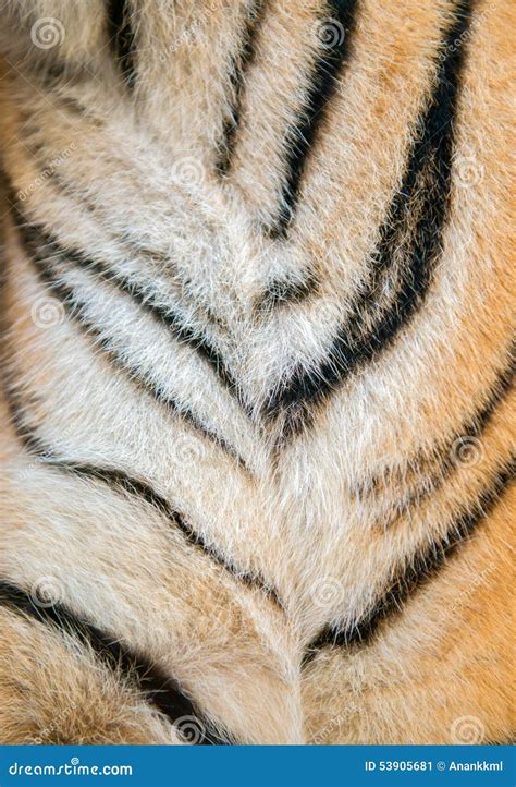 Bengal Tiger Fur Stock Image Image Of Mammal Predator 53905681