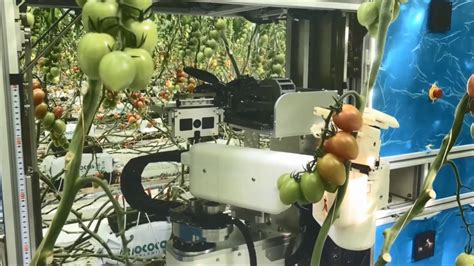 Fertőző Betegség Remélhetőleg Bizonyítvány Tomato Picker Robot