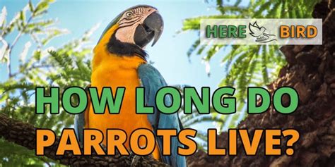 How Long Do Parrots Live 64 Parrot Lifespan Ages Examined