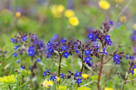 Blue Spring Flowers Closeup Stock Photo Image Of Macro Beauty 84095532