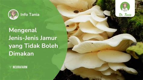 Mengenal Jenis Jenis Jamur Yang Tidak Boleh Dimakan