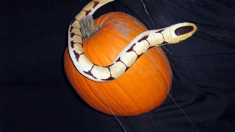 Halloween Decoration Of A Snake And Pumpkin Stock Image Image Of