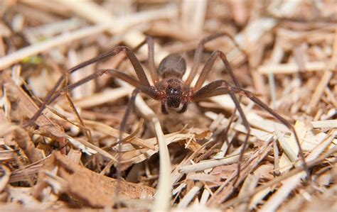 Are Brown Recluse Spiders In Colorado