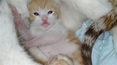 Newborn Kittens Got Their Eyes Opened Both Can See World For The First