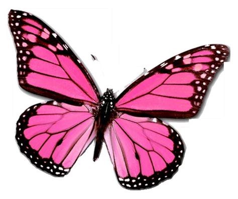 Nicepng also collects a large amount of related image material, such as butterfly wings ,purple butterfly ,butterfly. Free Pink Butterfly Clipart, Download Free Pink Butterfly ...