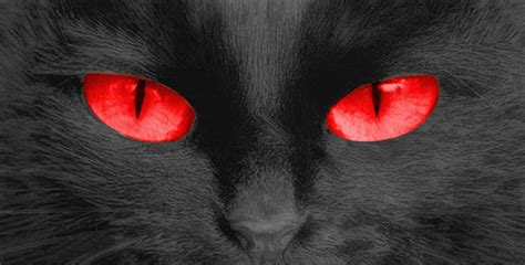 Cat Eyes Red