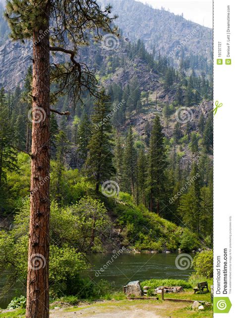 Mountain Forest And River Landscape Stock Image Image Of
