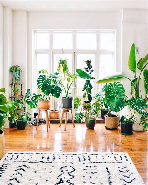 43 Easy House Plants Decor Ideas Easy House Plants House Plants
