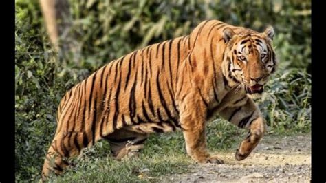 Big Wild Male Bengal Tigers Pictorial And Videos Page 2