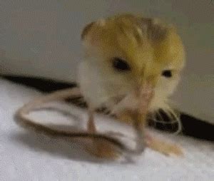 OM NOM NOM GERBIL