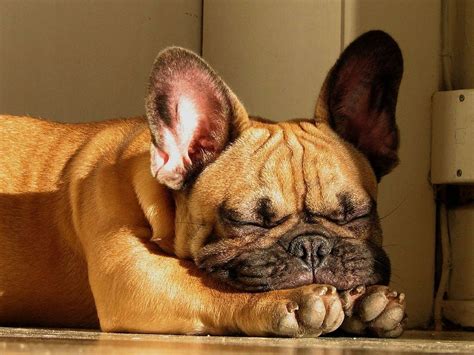 French Bulldog HD Wallpapers In High Resolution - All HD Wallpapers