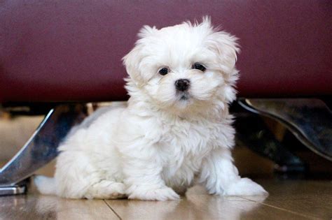 Maltese Affordable And Healthy Maltese Puppies Dogs For Sale Price