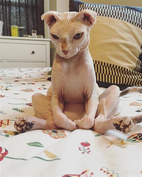 Pin By Starr Owens On Just Like Animals Cute Hairless Cat Cute Cats