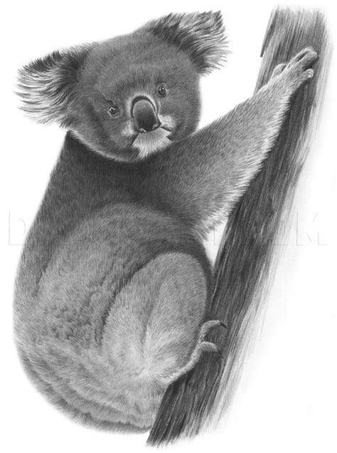 How to draw a crow How To Draw A Realistic Koala, Step by Step, Drawing Guide ...