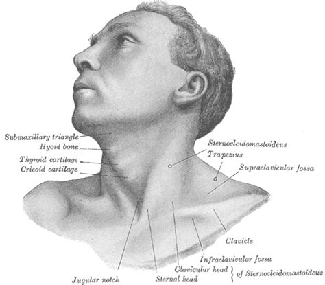 Cricoid Cartilage Wikipedia