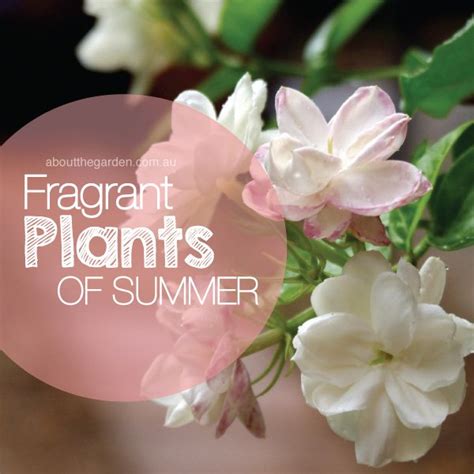Fragrant Plants For Summer Gardens About The Garden Magazine