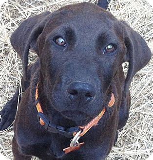 Why buy a blue lacy/texas lacy puppy for sale if you can adopt and save a life? Arlo | Adopted Puppy | Johnson City, TX | Labrador ...