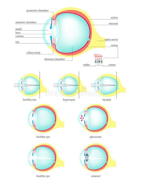 Anatomia Di Vettore Dell Occhio Umano Illustrazione Vettoriale