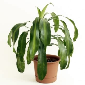 An interesting bit of bunny ears cactus information is that it does not develop spines. Corn Plant - Dracaena Fragrans - Description And Care