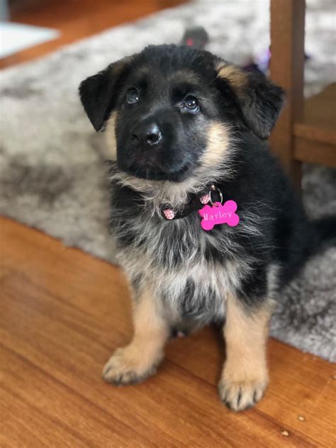 From 3 month ball of energy to 1 year somewhat calmer ball of energy. Reddit! Meet my first puppy and my new bestfriend, Marley ...
