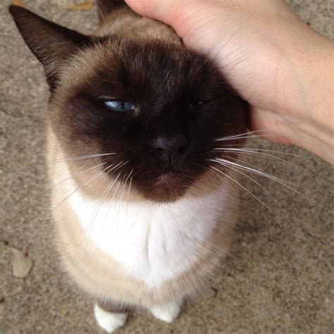 Angel Seal Point Snowshoe Siamese Cat A White Paws Like My Cat