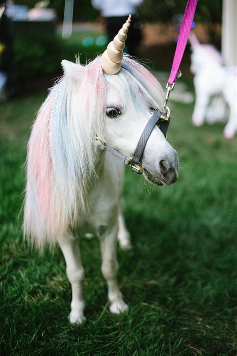 This Magical Wedding Featured A Unicorn Petting Zoo Unicorn Pictures