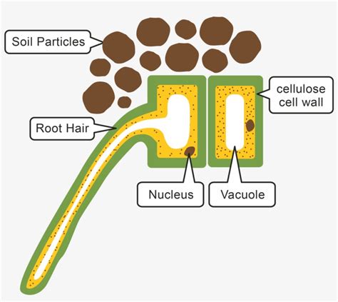 Labelled Diagram Of Root Hair Cell