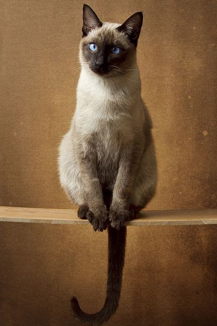 They are white cats, and that's how areas of a siamese cat's body that are cooler allow the enzymes to function and they become more. Mochi's tail... | Siamese cats, Beautiful cats, Cute cats
