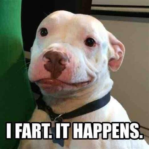 I Farted Meme Dog Meme Funny Dogs Funny Animal Pictures Funny Animals