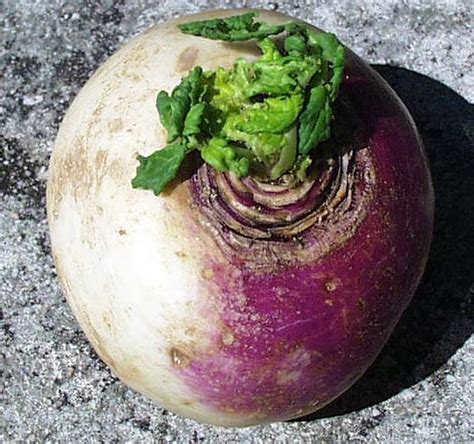 Sempre con la rapa, anziché preparare il decotto, si può fare lo sciroppo , altrettanto utile contro la tosse e il mal di gola. Lo sciroppo di rapa