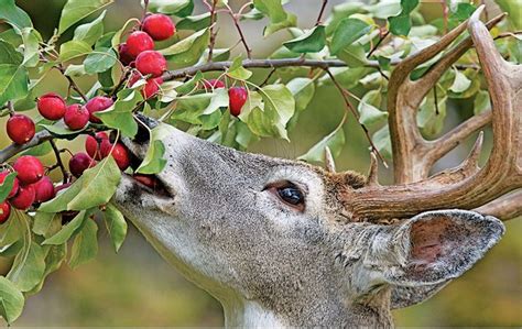 Tasty Deer Dannerholz Whitetails