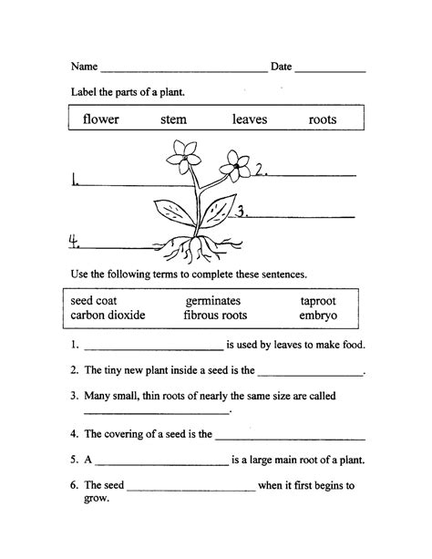 14 Parts Of Plant Functions Worksheet